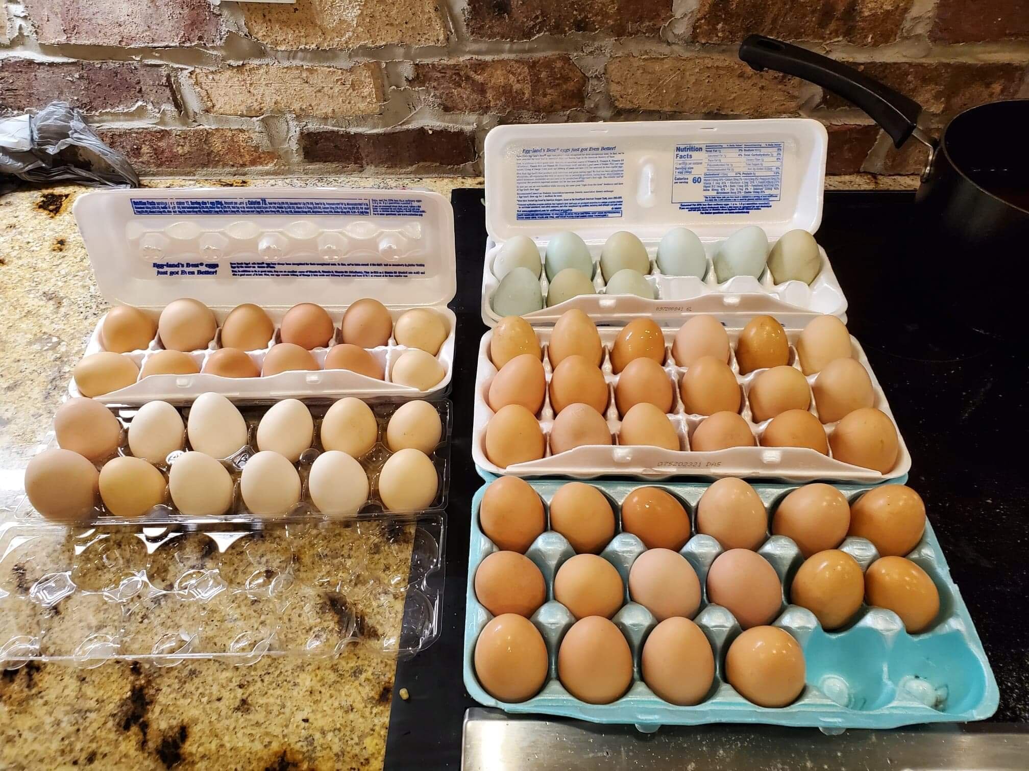 Jarrod+Milligan+-+eggs Assorted eggs in cartons on a kitchen counter, featuring various shades including brown, white, and blue. The image shows two egg cartons filled with a total of 36 eggs, highlighting the diversity in egg colors and types.