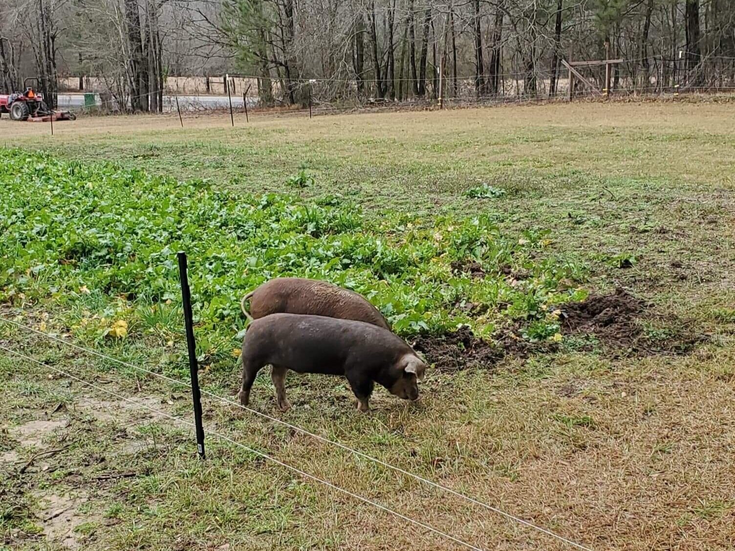 Jarrod+Milligan+-+pasturepig3 Two pigs foraging in a grassy field with lush green plants, while a tractor is seen in the background near a fence. The scene captures a rural farming environment.
